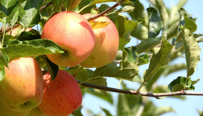 凉茶加红苹果是什么生肖，经典解资询解析