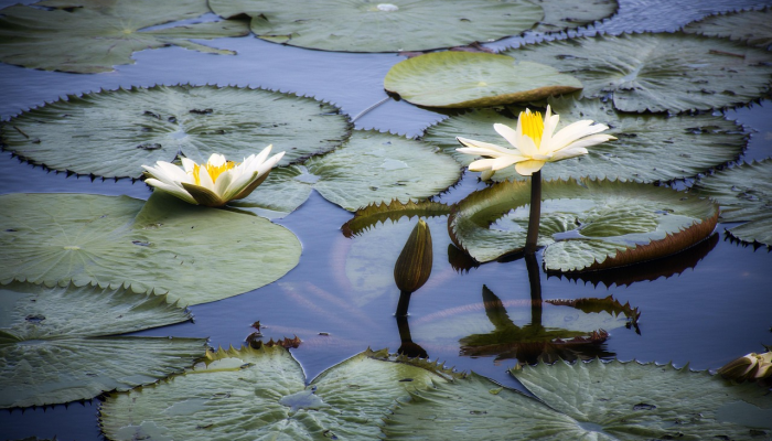 早春季节是什么生肖，词语解答解释