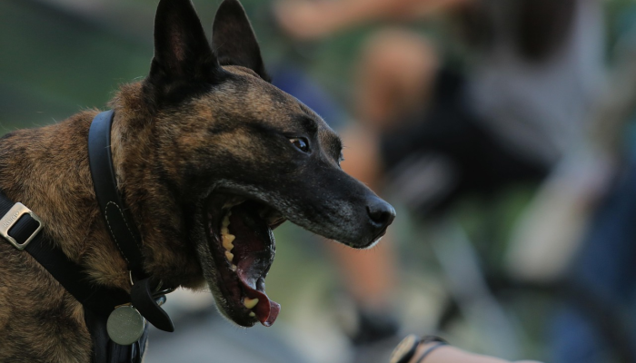 好狗独守龙门前是什么生肖，重点落实
