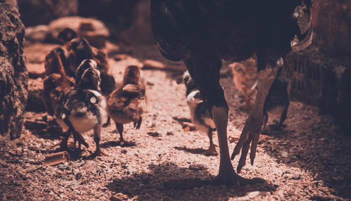 鸡飞狗跳打一个生肖，全面解答