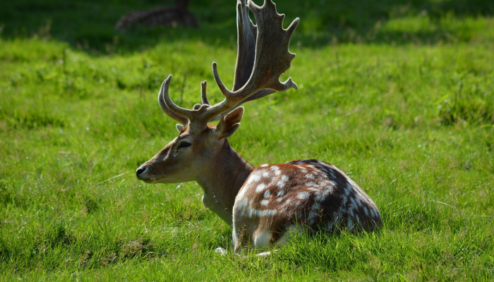 江山如画是什么生肖指什么动物，精准解答落实