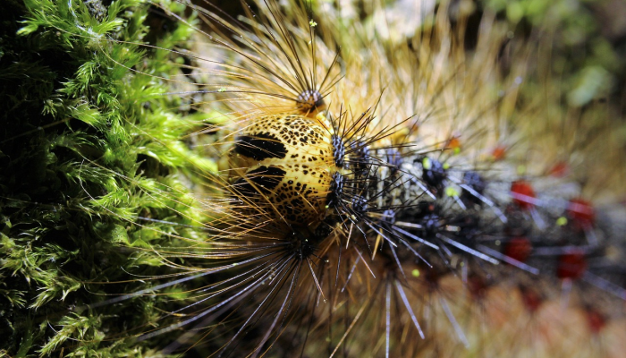 树枝桠杈，宜粗宜幼。三寸黄甘犹自青是什么生肖打一个动物，最新解析解释