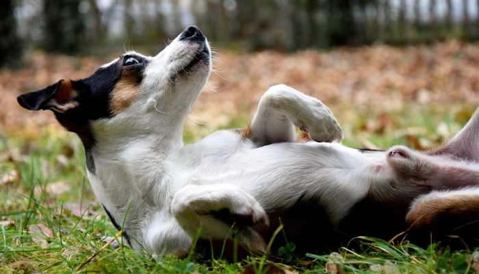 好狗独守龙门前指什么生肖，作答解析解释