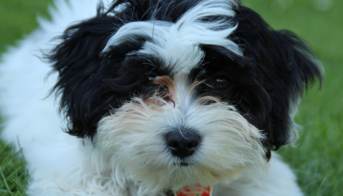 鸡飞狗跳打一生肖，最新解答揭晓