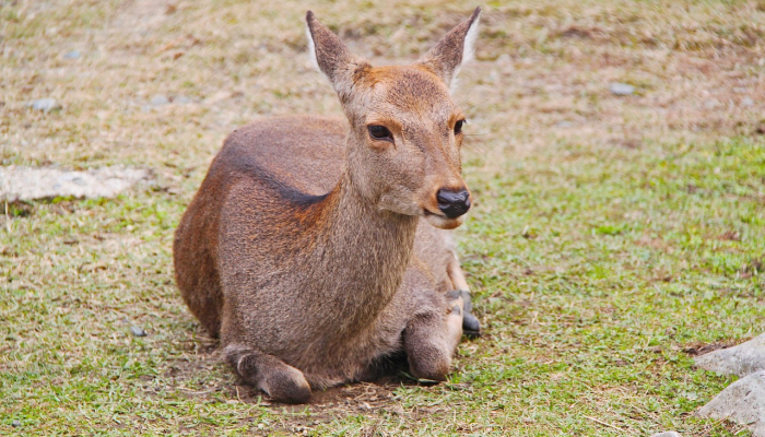 好事多磨是什么生肖说一个动物，诠释解析
