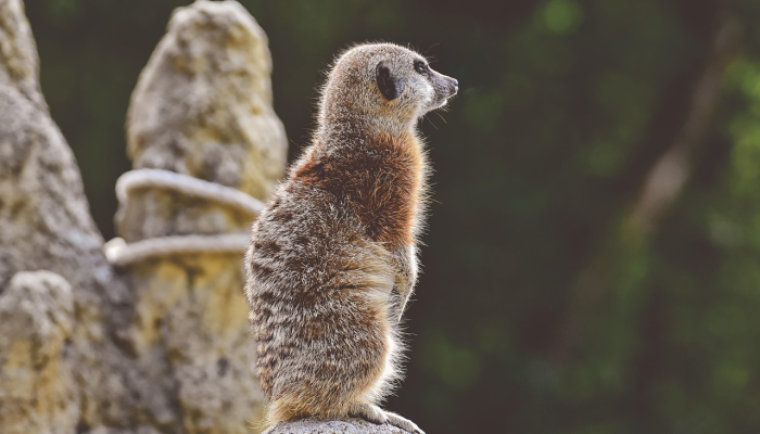犹恐众妖兮木魅打一生肖指什么动物，答案诠释