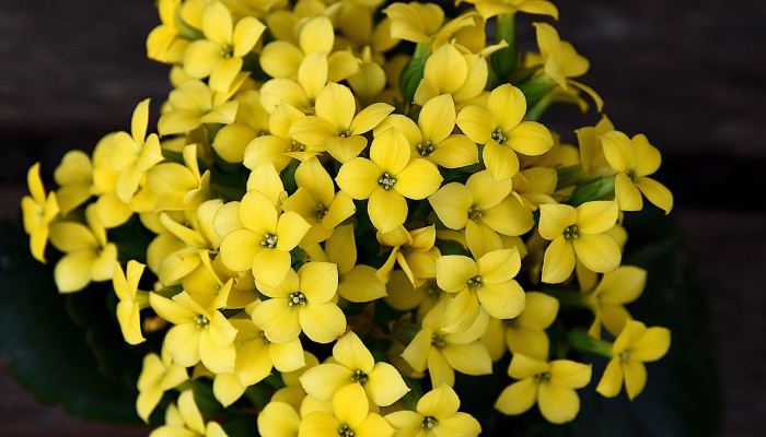 生辰八字美家人是什么生肖，答案解释