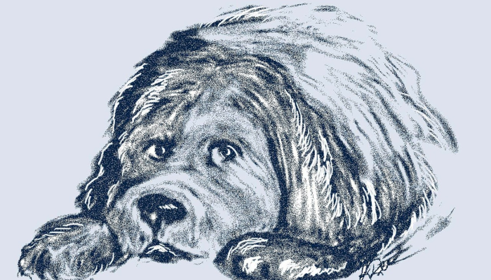 天降横祸打一动物生肖说的是什么动物，深度解析全过程