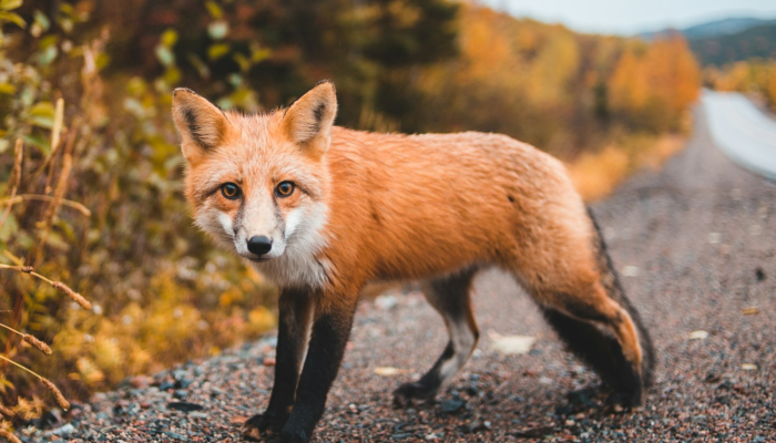 欲作一四意万重，衰草随春出生意是什么生肖动物，精准解答解析