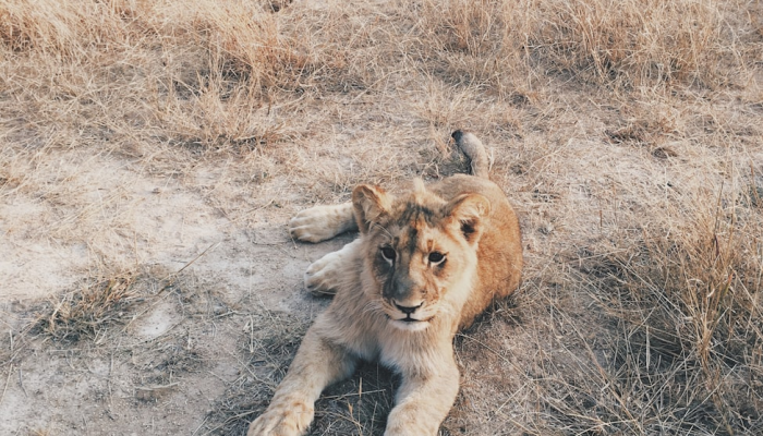 不看僧面看佛面打一生肖动物打一个动物,最新解答 不看僧面看佛面打一生肖动物打一个动物,最新解答