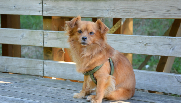 狐朋狗友打一准确生肖，精选解释