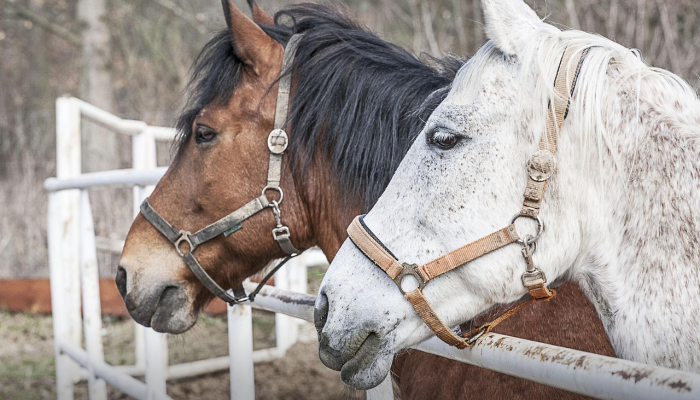好狗独守龙门前打一个生肖，经典资询解释