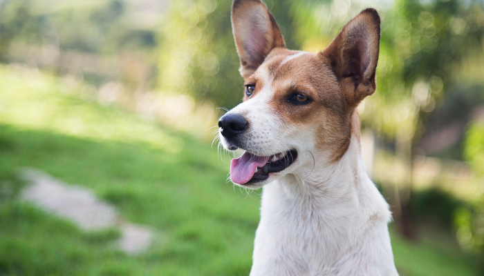 狐朋狗友打一正确的生肖，精选解释