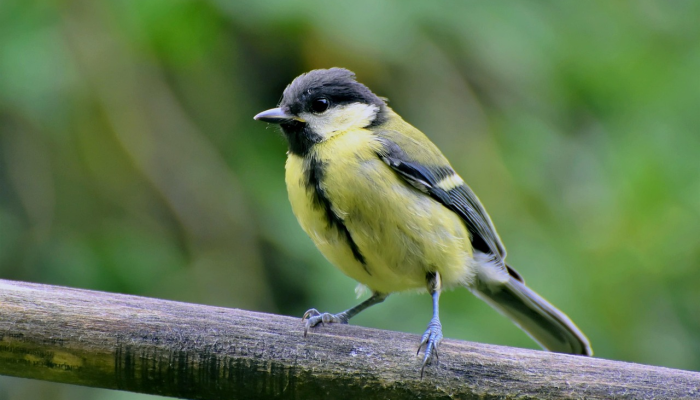 管弦金石还依转，朝三亦可不必怒打一生肖是什么动物，答案立刻揭晓