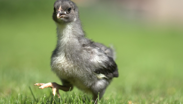 鸡飞狗跳是什么生肖，准确答案解答