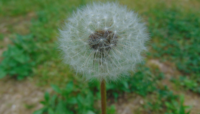 欲作一四意万重，衰草随春出生意打一个生肖，思路清晰解析