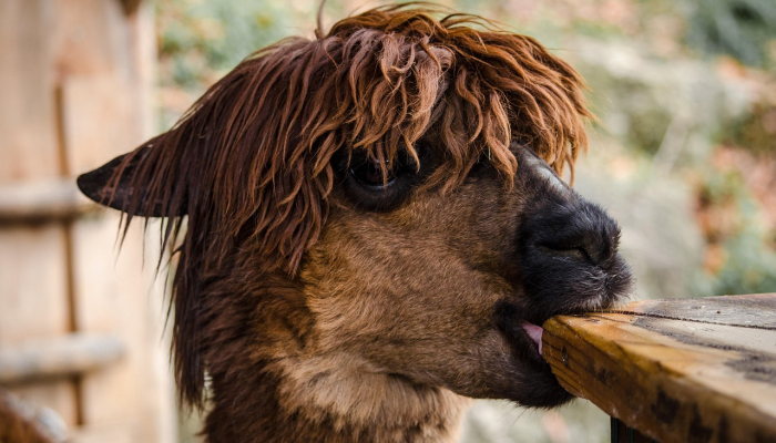老梅愈老愈精神，水店山楼若有人打一个生肖，仔细解释