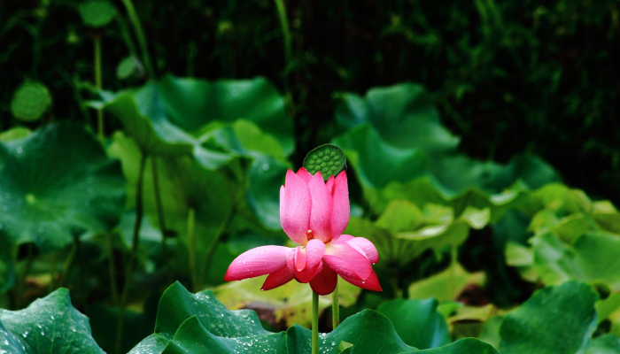 早春季节是什么生肖，专业解答