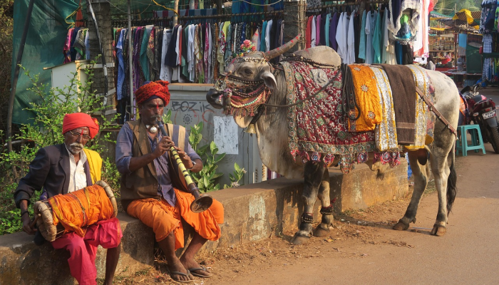 山林中烧火打一生肖，原创解答落实