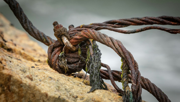 套绳缠牵，迎来送往，半壁天台已万重是什么生肖打一个生肖动物，词语解释解答