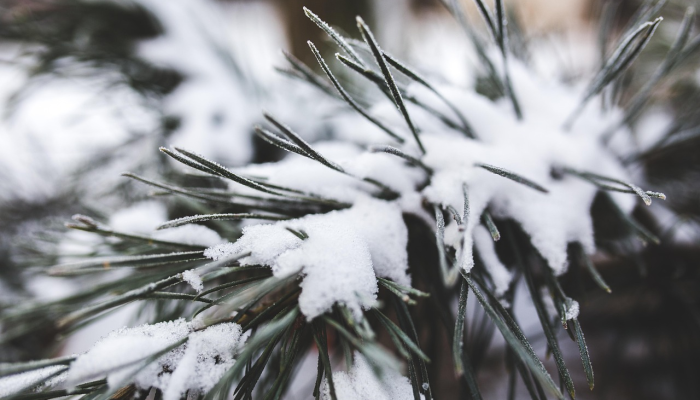 瑶林琼树，飞舞悠悠，人生富贵是自由打一个正确的生肖，最新解释