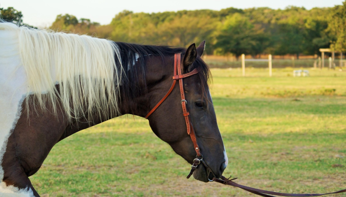万马奔腾打一个生肖，仔细解释
