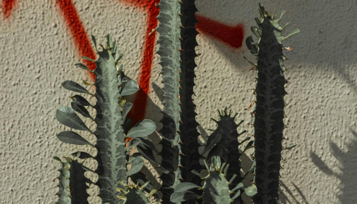 瑶林琼树，飞舞悠悠，人生富贵是自由是什么生肖，作答解释解析