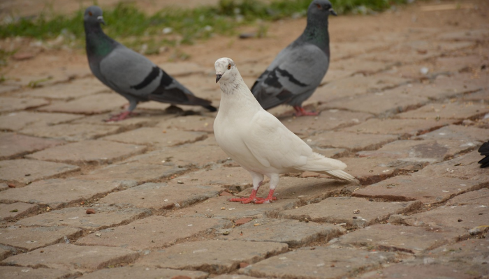 龙潭虎穴打一个生肖指的是动物精选解释解析