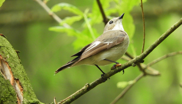 凡夫俗子打一种生肖打一个动物,精选解释解析 凡夫俗子打一种生肖打一个动物,精选解释解析