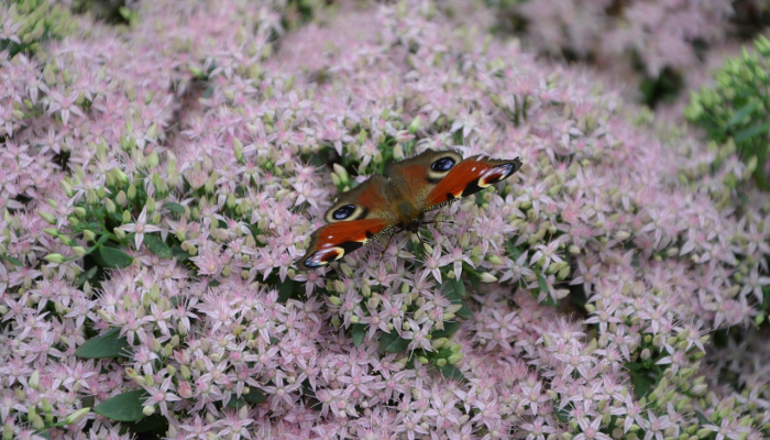 瑶林琼树,飞舞悠悠,人生富贵是自由打一生肖是啥动物经典解答落实 瑶林琼树,飞舞悠悠,人生富贵是自由打一生肖是啥动物经典解答落实