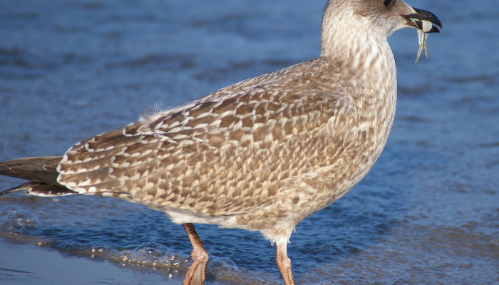 两两相伴打一个生肖是啥动物，权威解释说明