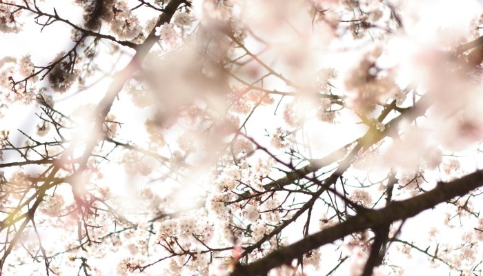 万家灯火总关情 四面云山皆入画是什么生肖打一个生肖动物，词语解答解析落实