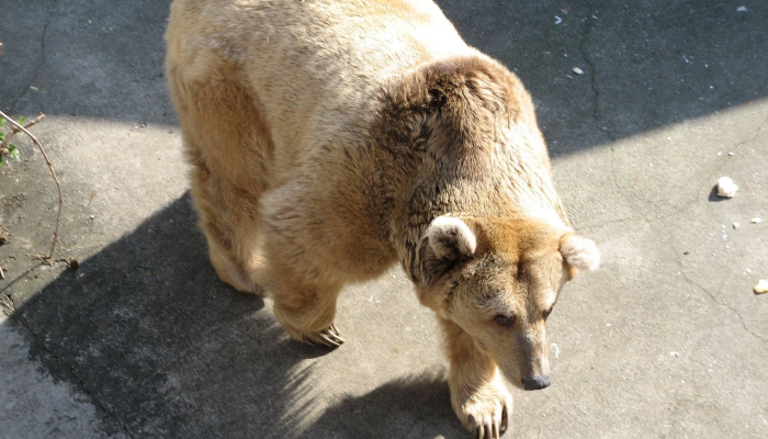进步神速是什么生肖猜一个动物生肖，最新解释