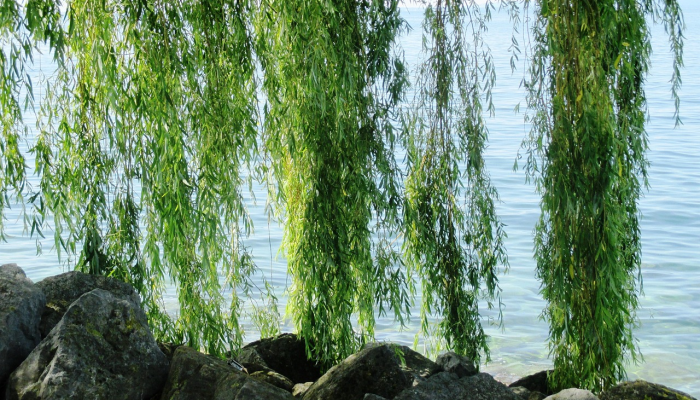 铁树开花古来稀，桃红柳绿映山河指什么生肖，详细解释