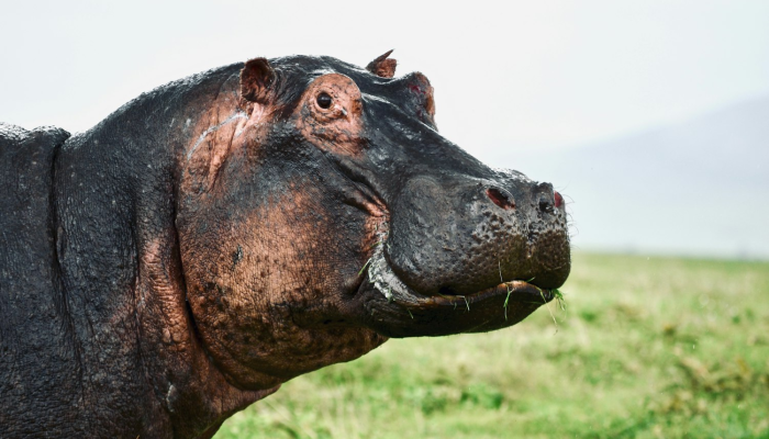 劈邪除妖感深恩打一个生肖猜一个动物，权威解释