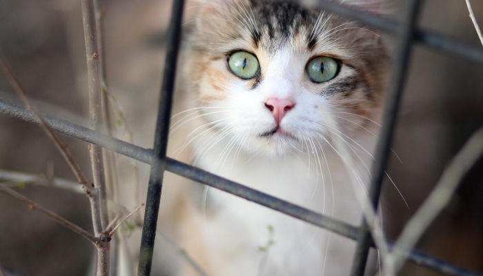 似蛾眉巧绾云鬓代表什么生肖，最新解读