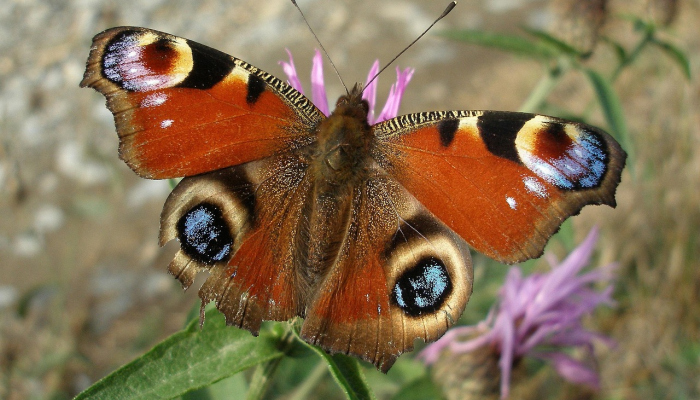 晓凉暮凉树如盖，偻指今年方六十是什么生肖打一个生肖动物，词语解答解析落实