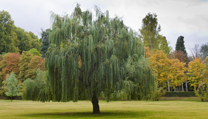 铁树开花古来稀，桃红柳绿映山河是什么生肖，最新解释