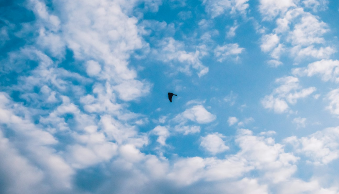 云彩上点灯打一个生肖动物，最新解答揭晓落实