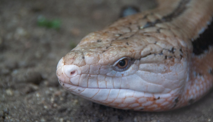 龙潭虎穴打一生肖生肖动物，重点解释