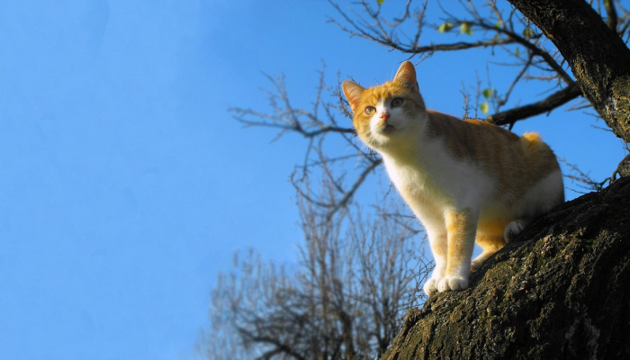 三山五狱有仙跡打一生肖动物说的是什么动物，深度解析不容错过