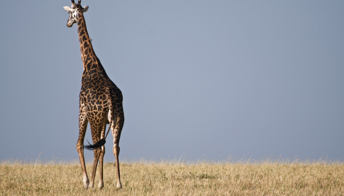 尘土空缁白苎衣是什么生肖打一个生肖动物,权威解释即刻呈现 尘土空缁白苎衣是什么生肖打一个生肖动物,权威解释即刻呈现