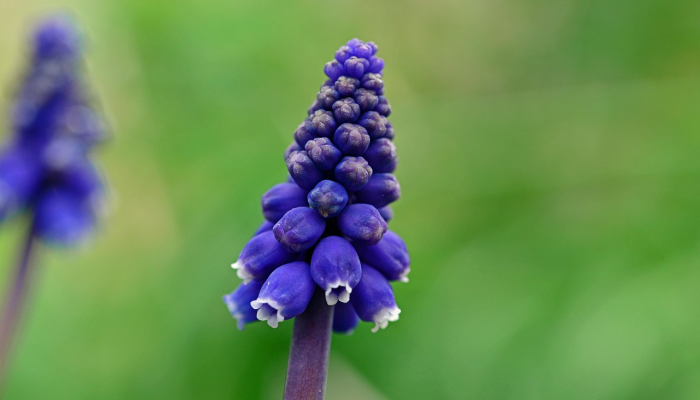 草场指什么生肖,最新释义解释 草场指什么生肖,最新释义解释