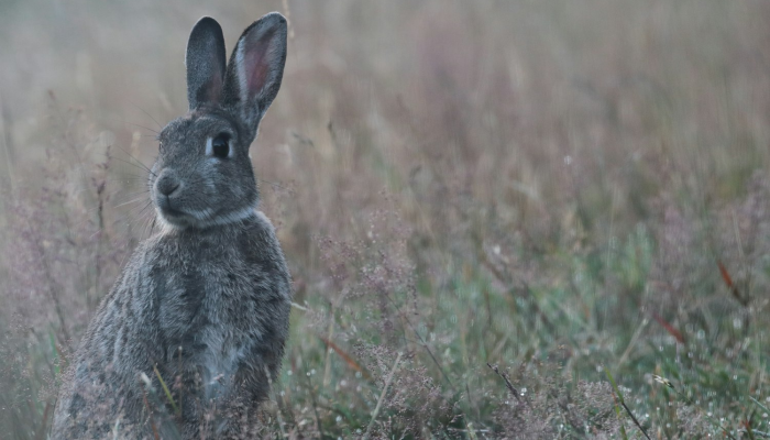 昏天晴地是什么生肖说一个动物,诠释解析 昏天晴地是什么生肖说一个动物,诠释解析