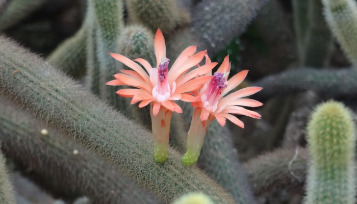 三山五狱有仙跡打一生肖动物打一个动物,最新解答 三山五狱有仙跡打一生肖动物打一个动物,最新解答