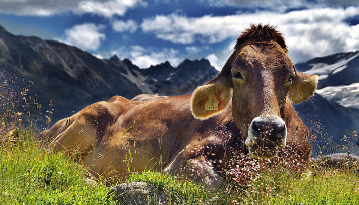 九牛一毛打一生肖,解答揭晓 九牛一毛打一生肖,解答揭晓