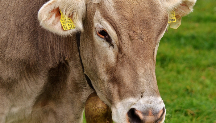 九牛一毛是什么生肖打一个生肖动物,完整解读含义 九牛一毛是什么生肖打一个生肖动物,完整解读含义