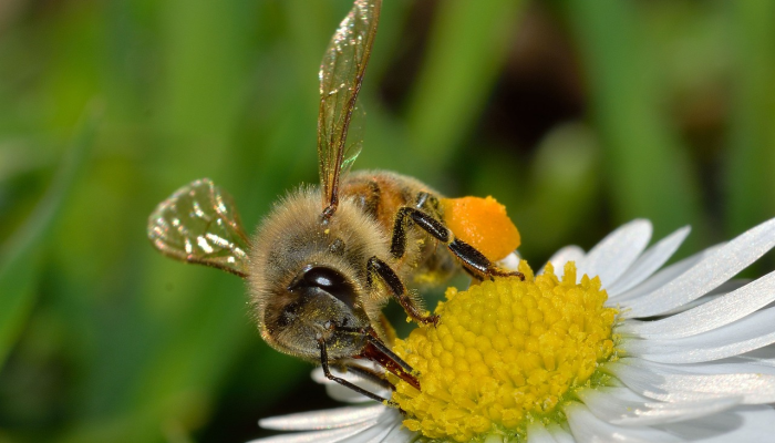 铁树开花古来稀，桃红柳绿映山河是什么生肖猜一动物，完美解析解释