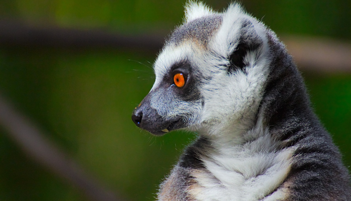 上涨是什么生肖打一个动物生肖,仔细诠释解释落实 上涨是什么生肖打一个动物生肖,仔细诠释解释落实