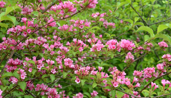 铁树开花古来稀,桃红柳绿映山河是什么生肖,精准落实 铁树开花古来稀,桃红柳绿映山河是什么生肖,精准落实